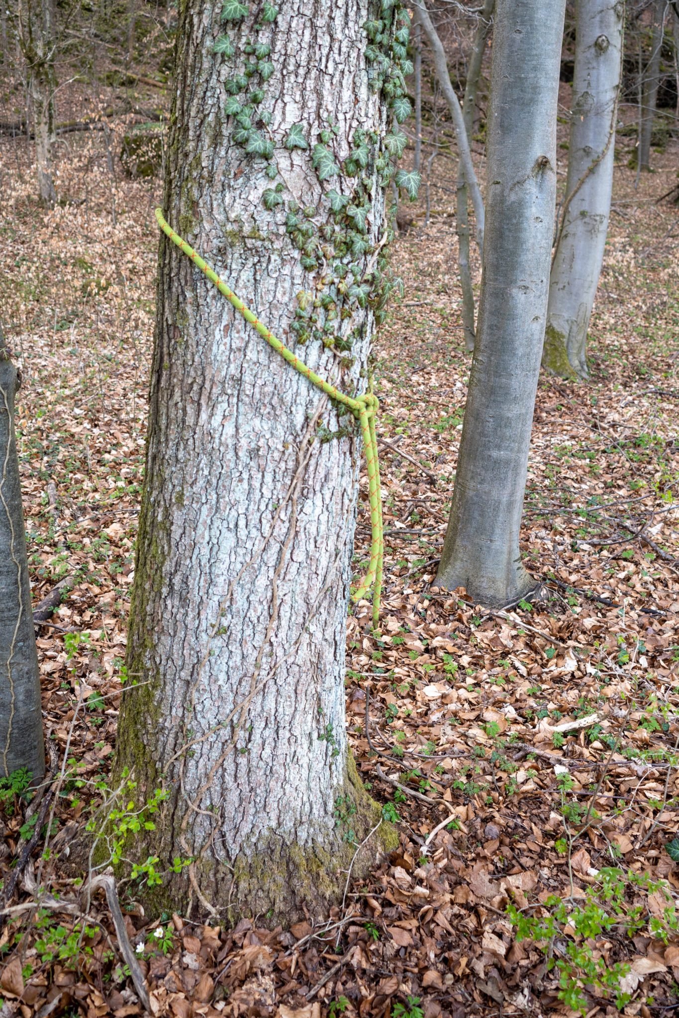 Ein Seilstück am Baum markiert den Punkt, an dem der Forstweg verlassen wird.